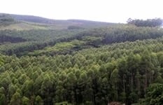 The Wattle Company Sa (Pty) Ltd