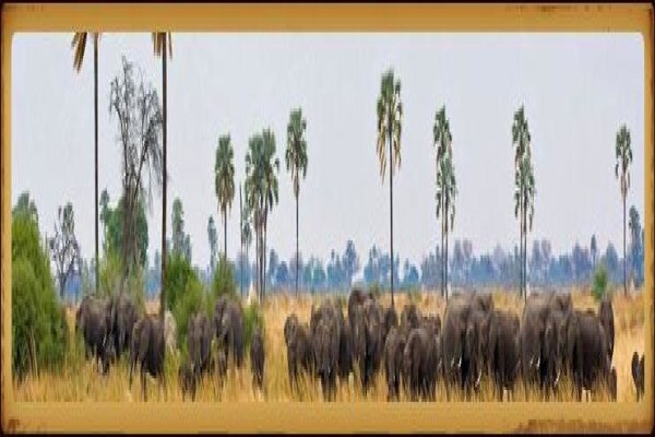 Sussi Safaris & Travel Services