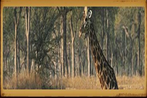 Sussi Safaris & Travel Services