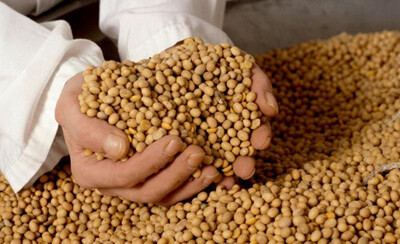 Soya Food South Africa