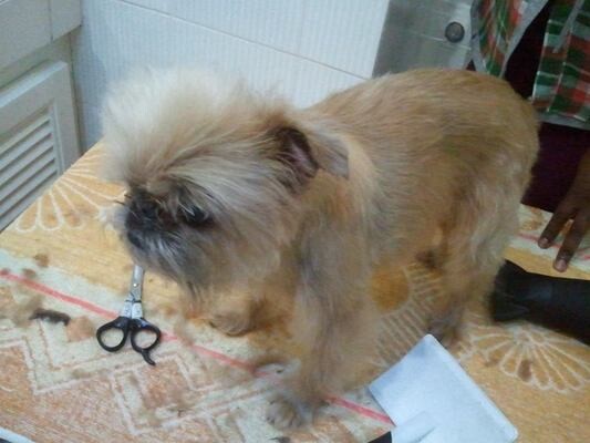 Bubble and Squeak Mobile Grooming Service