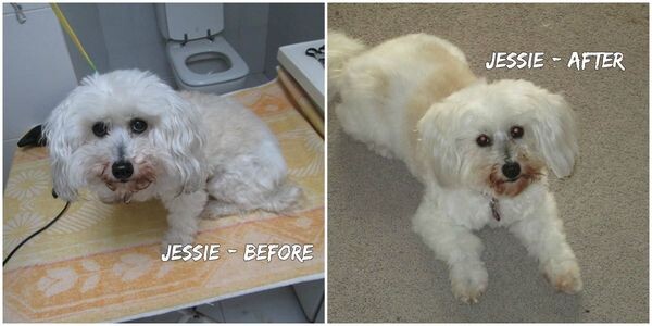 Bubble and Squeak Mobile Grooming Service