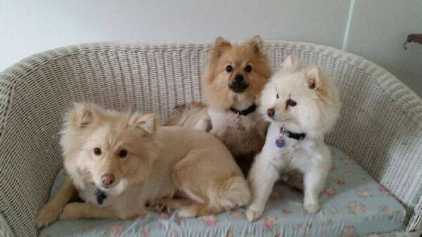Bubble and Squeak Mobile Grooming Service