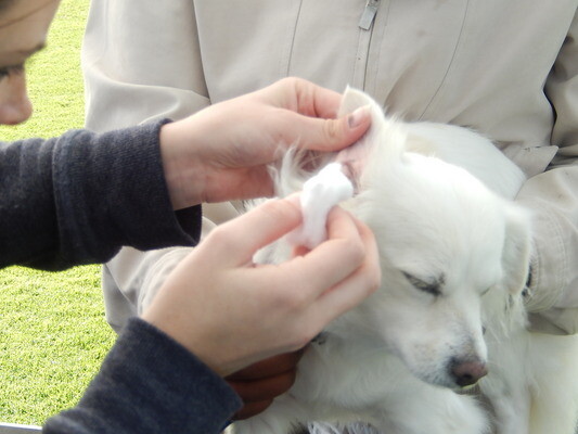 Bubble and Squeak Mobile Grooming Service