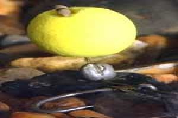 Carp Fishing Rigs