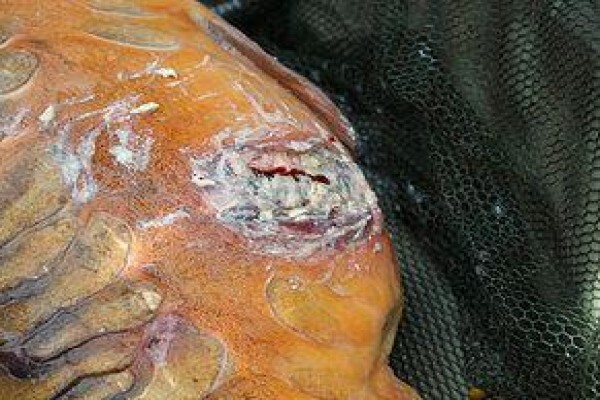 Carp Fishing Tips