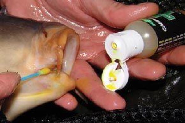 Carp Fishing Tips