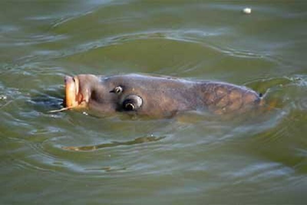 Carp Fishing Tips