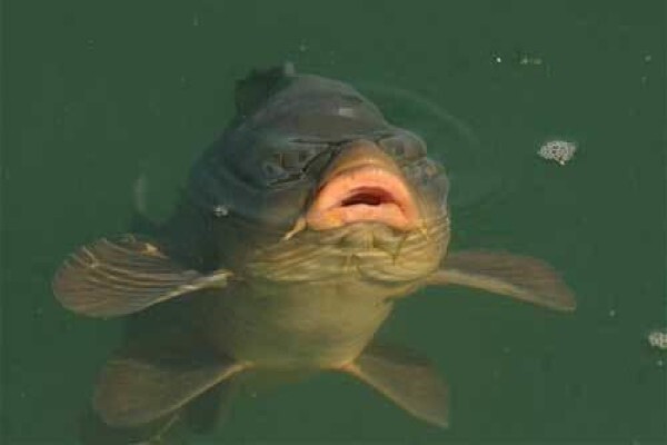 Carp Fishing Tips