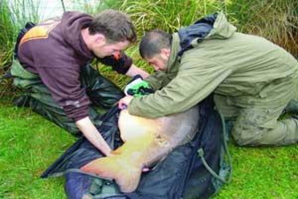 Carp Fishing Tips