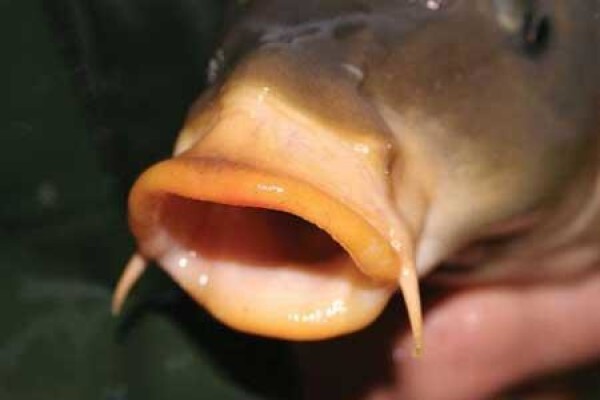 Karp Visvang