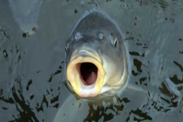 Karp Visvang