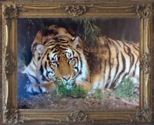 A-Z Framing (The Frame Cafe)