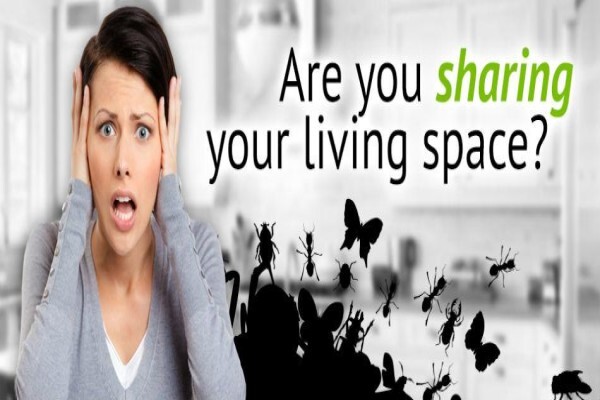 Pest Control Pretoria