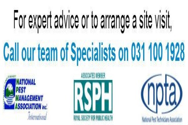 Pest Control Durban