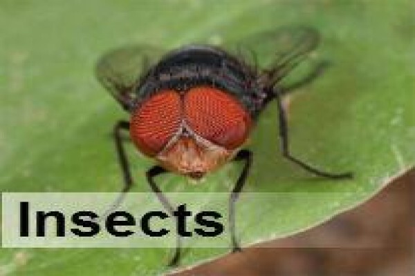 Pest Control Durban