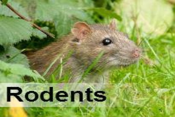 Pest Control Durban