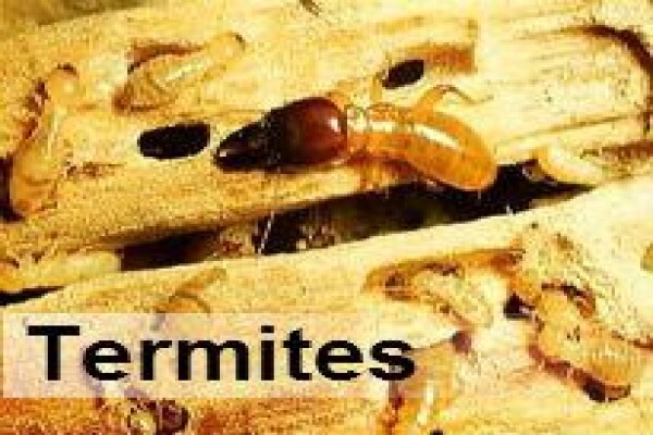 Pest Control Durban