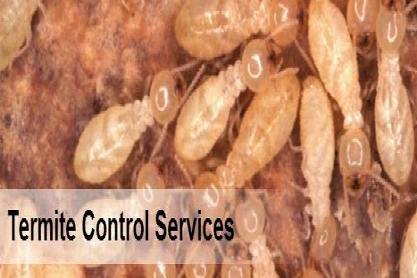 Pest Control Durban
