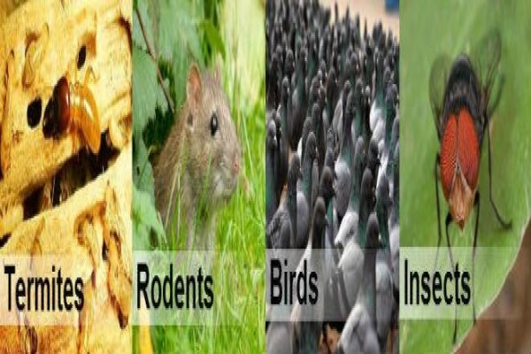Pest Control Durban