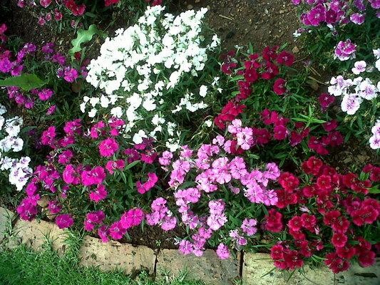 New Dawn Garden Services