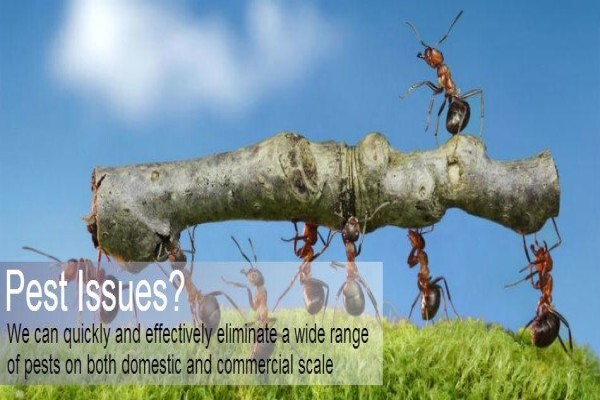 Pest Control Cape Town