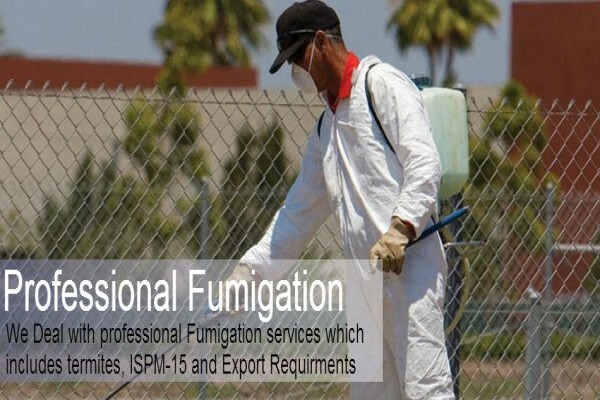 Pest Control Cape Town