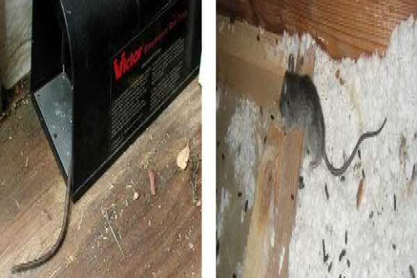 Pest Control Cape Town