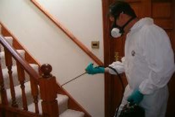 Pest Control Cape Town