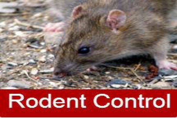 Pest Control Cape Town