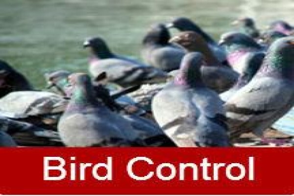 Pest Control Cape Town