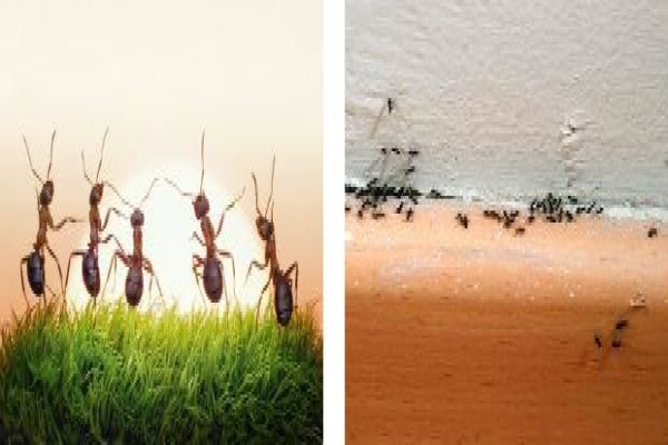 Pest Control Cape Town
