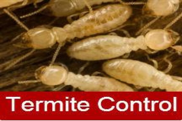 Pest Control Cape Town