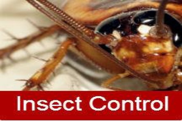Pest Control Cape Town
