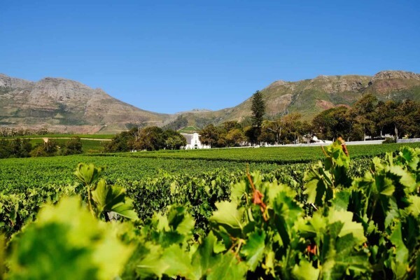 GROOT CONSTANTIA ESTATE