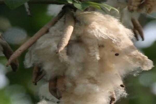 Sheraton Textile Holdings
