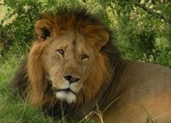 Kruger Lowveld Tourism Information