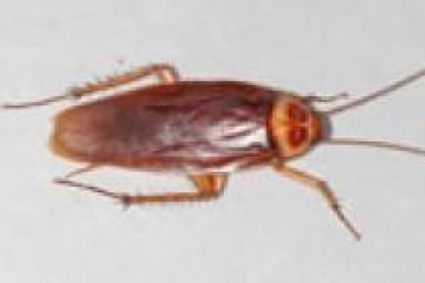 Reakgona