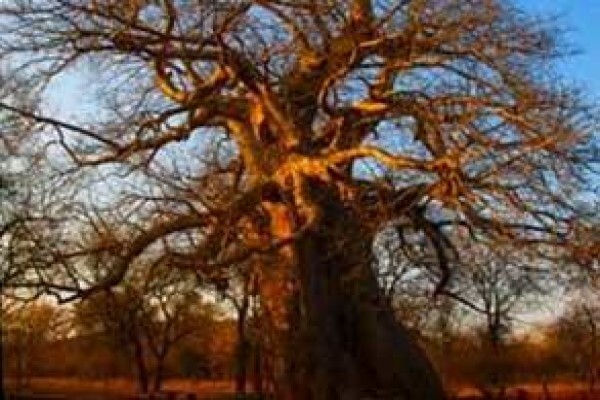 Century 21 Tzaneen Properties