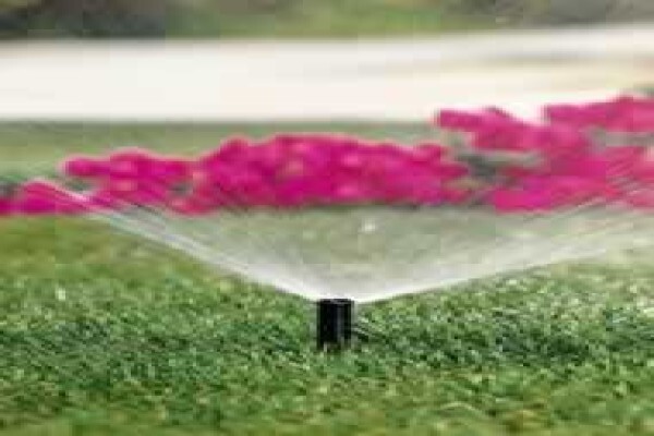 Up & Coming Gardens