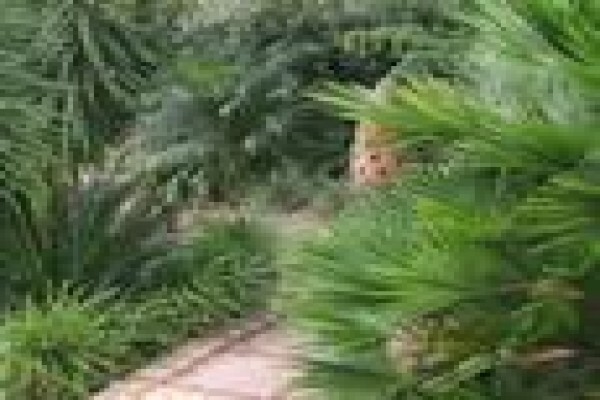 Up & Coming Gardens