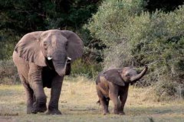 Pumba Private Game Reserve
