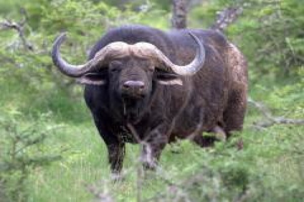 Pumba Private Game Reserve