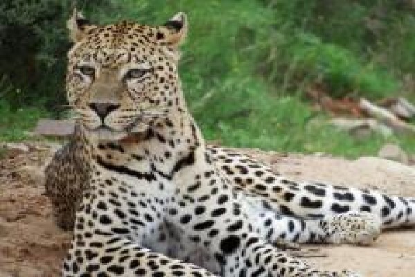 Pumba Private Game Reserve