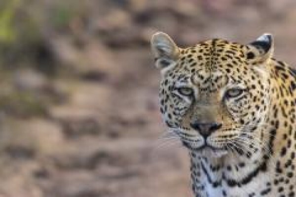 Pumba Private Game Reserve