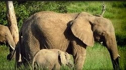 Sundays River Valley Municipality (Addo)