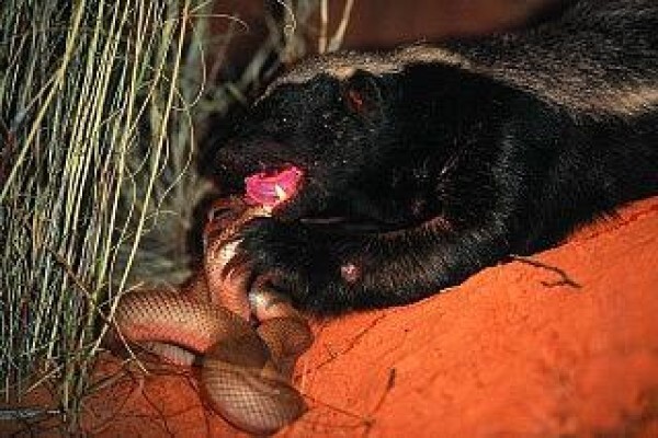 Ratel Risk Solutions