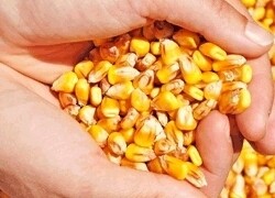TWK Agri (Pty) Ltd