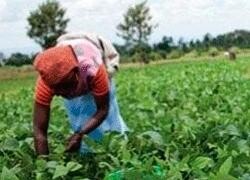 Kwazulu Natal Agriculture & Environmental Affairs