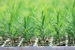 Springbank Farms (Pty) Ltd